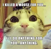 3c12b96ee2_Cat-will-do-anything-for-you.webp