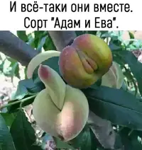 ABF94691-BB13-452A-90FE-E0B235EAF4DE.webp