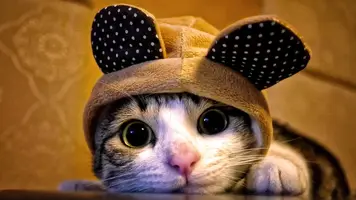maxresdefault.webp