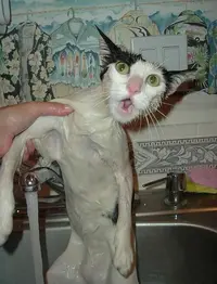 image-7.webp