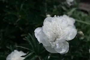 1-3984.webp