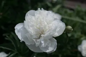 1-3985.webp