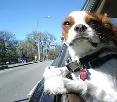 1302218465_funny_dog_08.webp