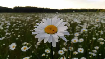 QWZwm51knNg.webp