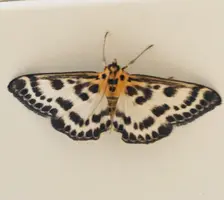 E0FD7183-70CC-46BF-B200-18115CC8C188.webp