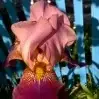 03000705.webp