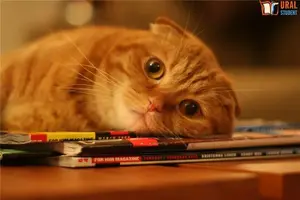 f1644912.webp