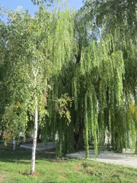 021.webp