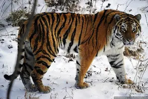 0_cc2d1_73acd3c0_orig.webp
