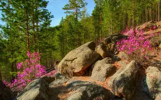 2175386   Багульник..webp