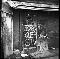 seagull_1283queenstw.webp