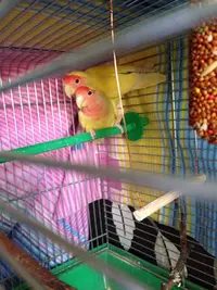 image.webp