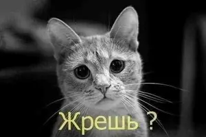 9vj1d-r3Sx4.webp