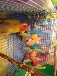 image.webp