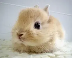 bunny.webp