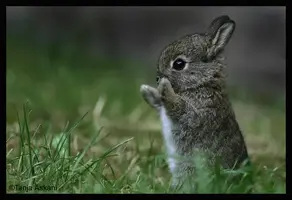 cute_bunny.webp