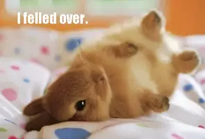 cute-bunny-fell-over.webp