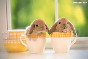 cute-little-bunnies7.webp
