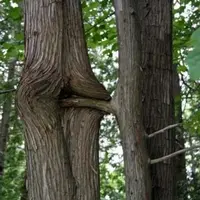 erotic-trees-1.webp