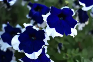 1-4058.webp