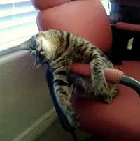 кошка.webp