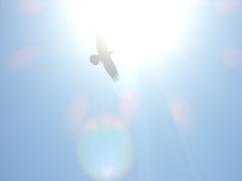 CIMG0353.webp