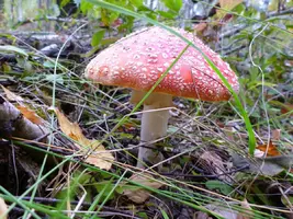 P1020230.webp