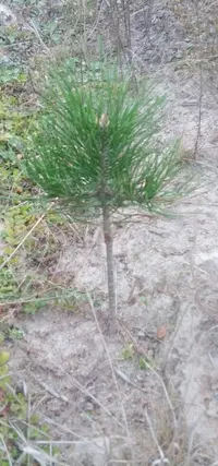 IMAG0334_1.webp