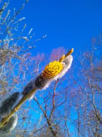 IMG_20160409_075615.webp