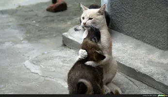 m3g.webp