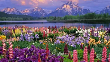 1345041519_flowers_577-1366x768.webp