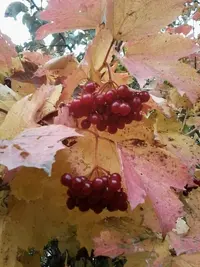 tmp-cam--1634285683.webp