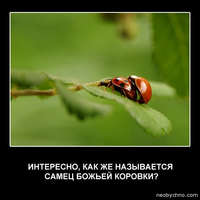 ladybug-male.webp