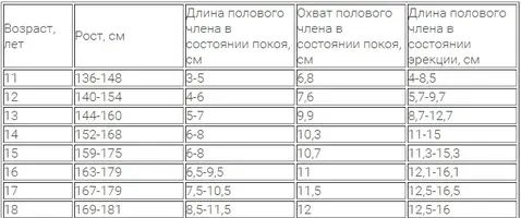 длина члена.webp