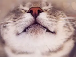 luxfon.com-34513.webp