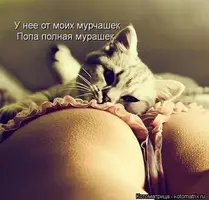 kotomatritsa_yo.webp