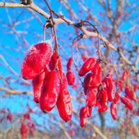 IMG-20160310-WA0002.webp