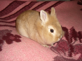 CIMG8798.webp