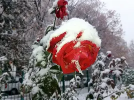 20181120_081328-3096x2322.webp