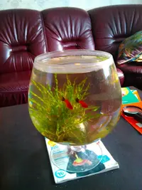 IMG-20150617-WA0006.webp