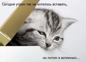 original.webp
