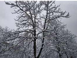 Screenshot_2018-12-22-19-32-49-129_com.miui.gallery.webp