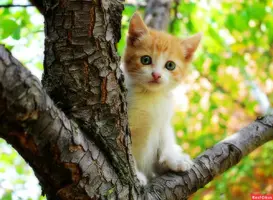 32bff45db657c473a9ab993d55a0ca65.webp