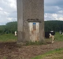 2korova_0.webp