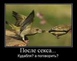 kartinki_s_podpisjami_51_foto_38.webp