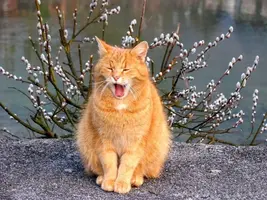 Quo2oiCVNyw.webp