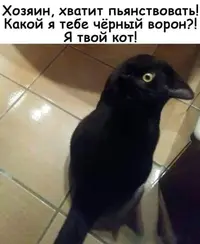 cKwzum1ODiw.webp