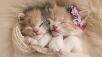 2017Animals___Cats_Two_cute_little_kitten_112429_.webp