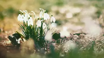 e45278cec6b2c24d1e68c28e0f248114.webp