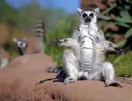 lemuri.webp